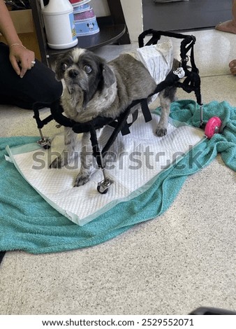 Similar – Image, Stock Photo Disabled dachshund in a wheelchair running outdoors