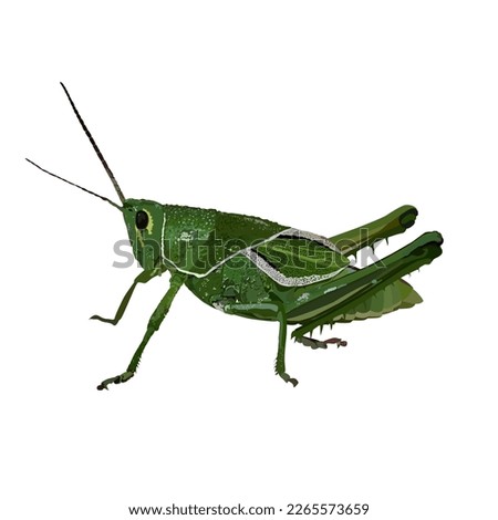 naturalistic vector image of a green cricket, locust, grasshopper on a white isolated background
