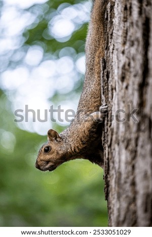 Similar – Image, Stock Photo Squirrels upside down on a tree trunk