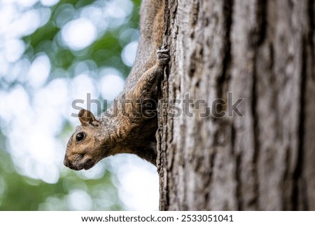 Similar – Image, Stock Photo Squirrels upside down on a tree trunk