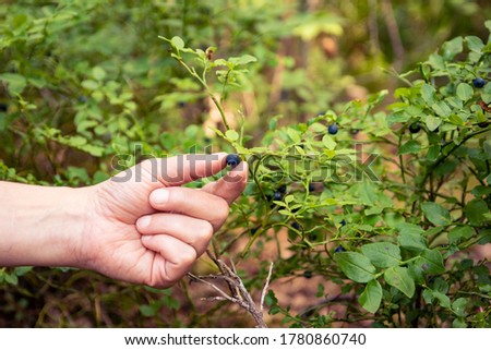 Similar – Image, Stock Photo Picking wild blueberries in the forest