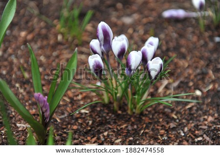 White and purple Crocus chrysanthus Prins Claus blooms in a garden in March Imagine de stoc © 