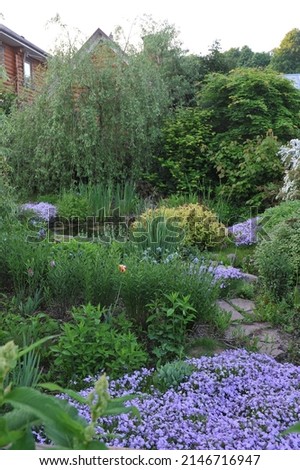 Foto Bild Blausternchen und Moos im Sonnenschein