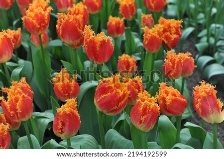 Red and yellow fringed tulips (Tulipa) Real Time bloom in a garden in March Stockfoto © 