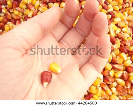 Rich Harvest