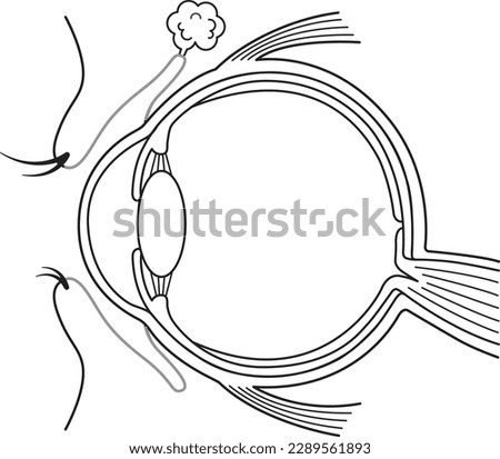 Structural diagram of the eye No text
line drawing monochrome