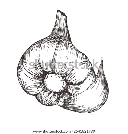 Ink garlic hand drawn vector illustration. Vegan food clipart in line art style. Meal ingredient for dinner, main course addition. White sauce. For product packing, textile, kitchen utensils design