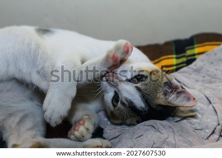 White cat washing its leg. The white cat lies and washes. White cat licks leg and lies at the same time. The concept for grooming and healthy skin. Cat licking itself in a sitting position. Stock foto © 