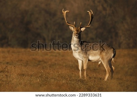 Similar – Foto Bild Damhirsch blickt in die Kamera. Nahaufnahme