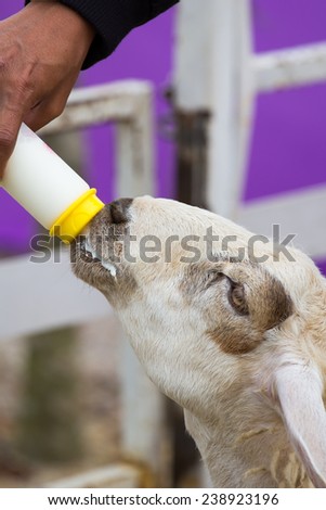 Sheep drinking Milk from bottle