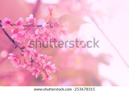 Soft color of Himalayan Cherry (Prunus cerasoides) flower
