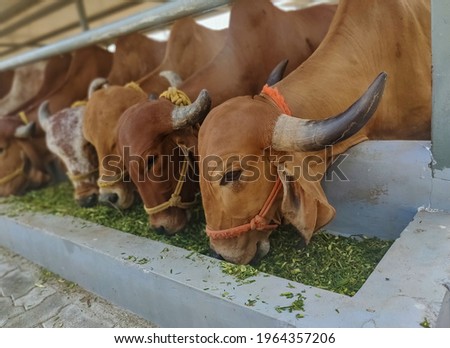 Similar – Image, Stock Photo Cow feeding on green grass near beautiful castle