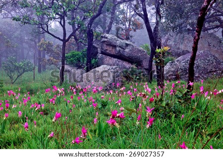 Siam tulip pink bloom season. Morning fog in forest\
(Focus on the foreground flower clusers Released mist to blur the background.)
