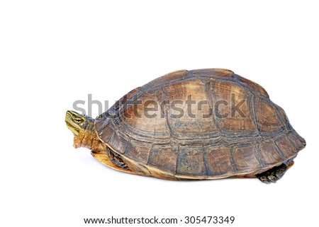 turtle tortoise  white background