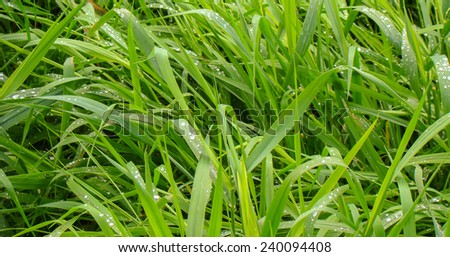 green grass sedge in the dew after rain