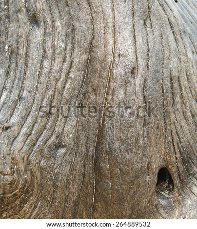 part of the trunk of a tree with a hole