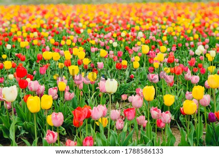 Image, Stock Photo Beautiful multicolored tulips in a vase on white background