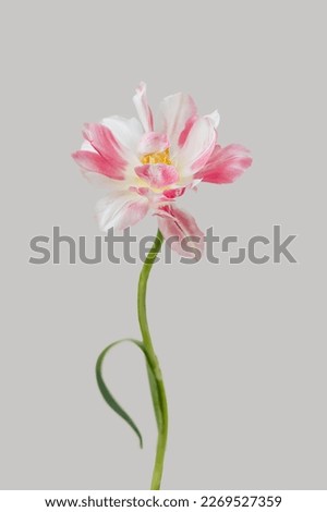 Similar – Foto Bild verwelkte Tulpe Natur