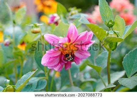 Similar – Image, Stock Photo the garden in the mirror