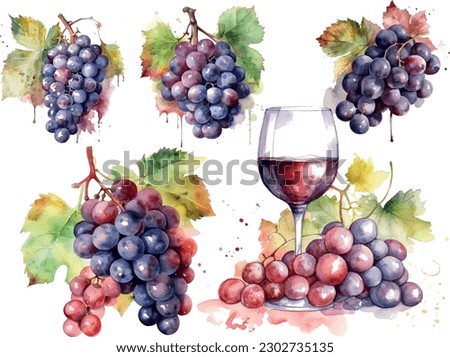 Vector Grapes. set of grapes and vine leaves watercolor illustration. Red bunch of grapes