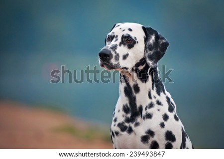 portrait of Dalmatian