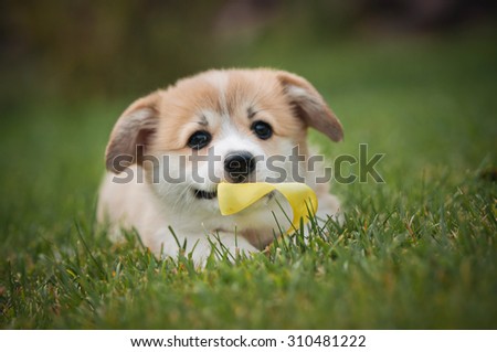 cute little puppy lying in the grass and chews ribbon