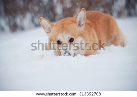 cute corgi hid his nose in the snow