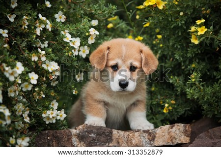 Portrait of a cute Corgi puppy in flowers