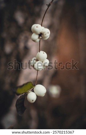 Similar – Image, Stock Photo Detail of thin branches with small yellow flowers