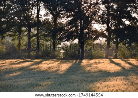 sun pieking throu the tree's Zdjęcia stock © 