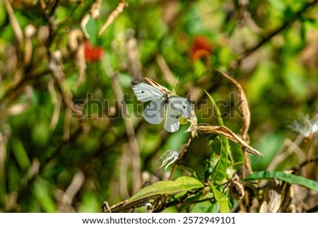 Similar – Image, Stock Photo a small butterfly enjoys the sunny day in the garden