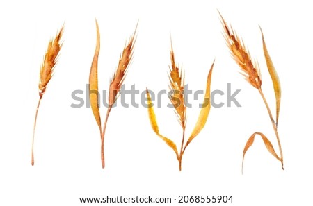 Vintage watercolor spikelets of wheat isolated on a white background Zdjęcia stock © 