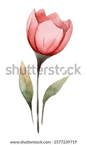 Similar – Image, Stock Photo Delicate pink tulips with stems and leaves on white background. Floral border. Springtime concept. Mother day greeting card. Beauty