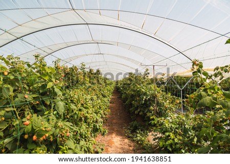 Similar – Image, Stock Photo Greenhouse for Raspberries