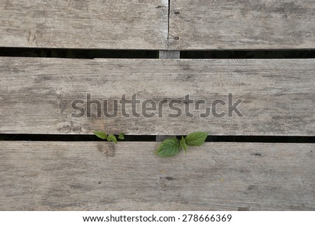 old wood floor with a little plant