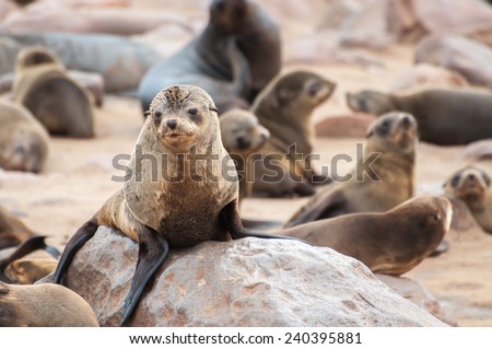 At a colony of Cape Fur Seals at Cape Cross on the Atlantic Ocean in Namibia.