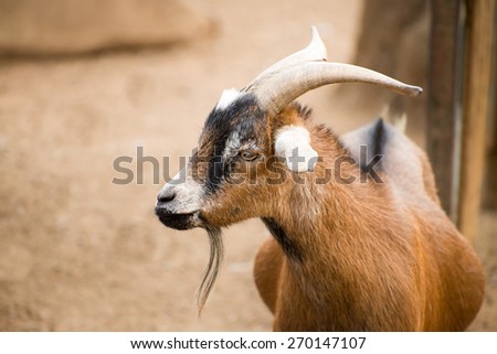 A portrait of a brown pygmy goat in it\'s enclosure on a farm.