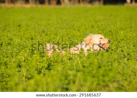 Golden Retriever fetching a ball in the lush fields green farm fields, ball already in her mouth.