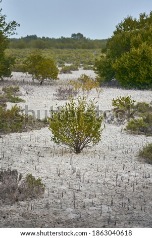 A small mangrove tree in Abu Dhabi's Jubail Mangrove Park.                              