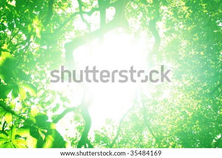 A view upward through the branches and leaves of trees with the sun shining through.