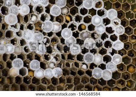 Paper wasp larvae in a nest at different stages of development.   The name \