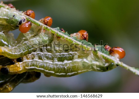 A horde of caterpillars eating a leaf. Caterpillars are the larval form of members of the order Lepidoptera (butterflies and moths).