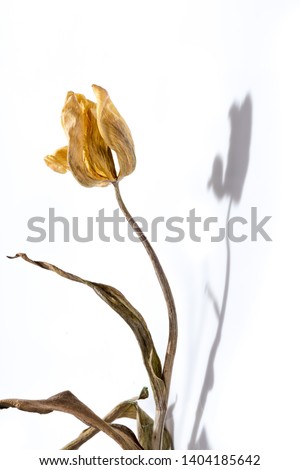 Similar – Foto Bild Alte verwelkte gelbe Tulpe auf dunklem Hintergrund