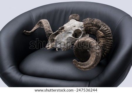 Ram skull in an armchair. Ram skull in an armchair, isolated on gray background.