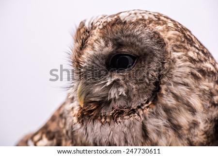 Tawny Owl. Tawny Owl isolated in white background.