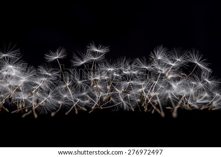 Many dandelion seeds, closeup flower feather. Dandelion seeds.