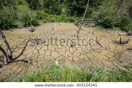 Parched Riverbed and Trees, After the Beavers Job. Dry River Bed.