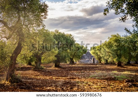 Similar – Image, Stock Photo Olive grove with ancient gnarled olive trees in Mallorca