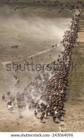 mustering braham cattle on  the flood plains near the gulf of carpentaria North Queensland.