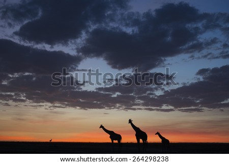 Kenya, Africa Masai Mara animals giraffe at sunrise